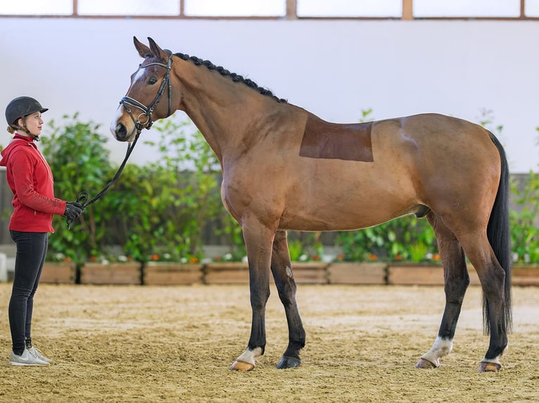 Hannoveriano Caballo castrado 7 años 175 cm Castaño in M&#xFC;nster-Handorf