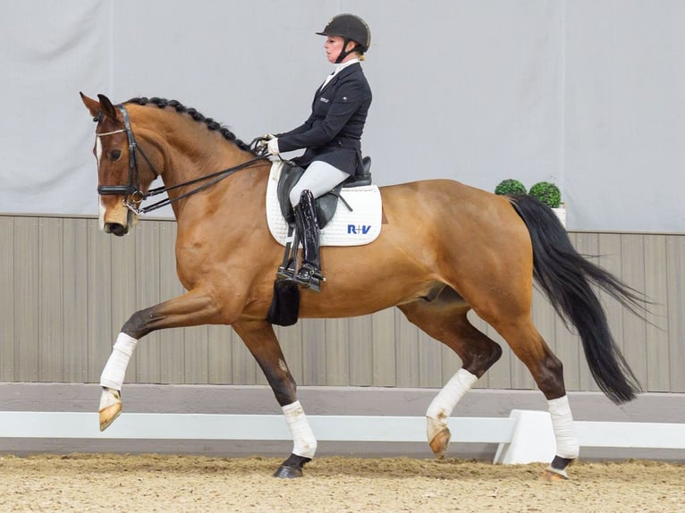 Hannoveriano Caballo castrado 7 años 175 cm Castaño in M&#xFC;nster-Handorf