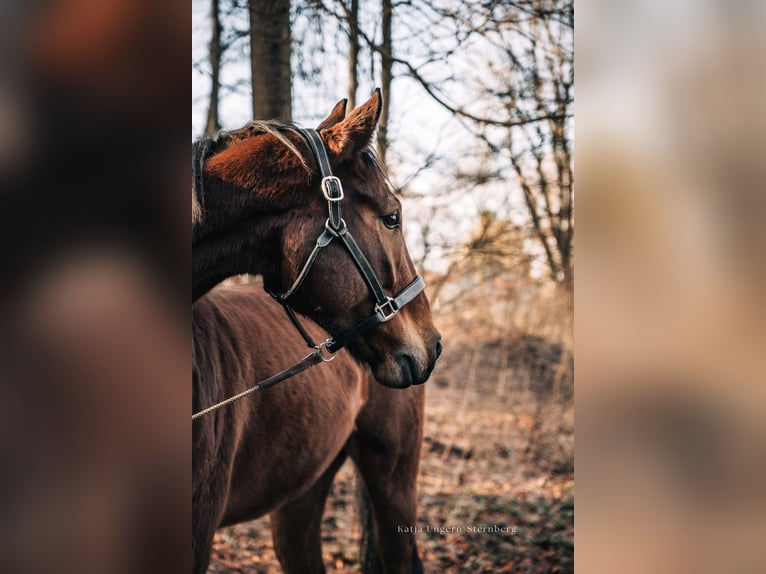 Hannoveriano Caballo castrado 7 años 175 cm Castaño in Memmingen