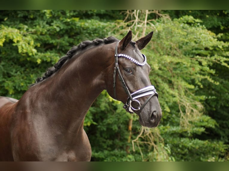 Hannoveriano Caballo castrado 7 años 175 cm Negro in Gleichen
