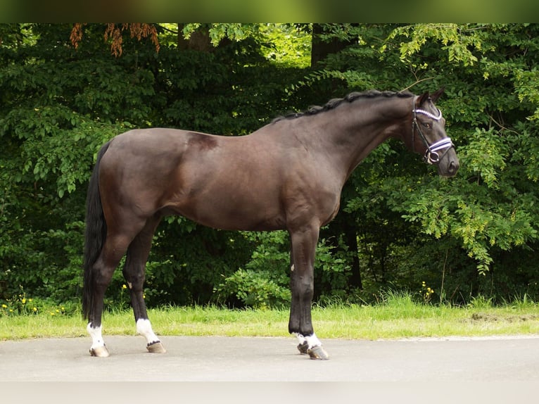 Hannoveriano Caballo castrado 7 años 175 cm Negro in Gleichen
