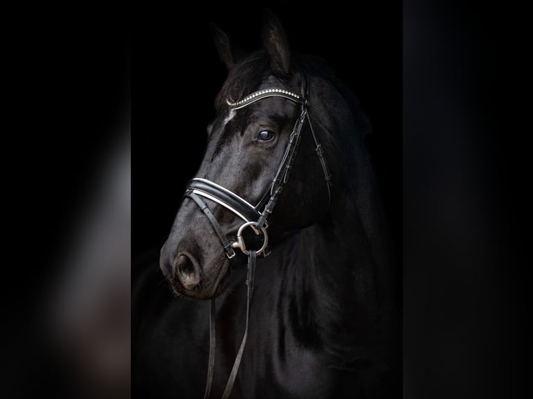 Hannoveriano Caballo castrado 7 años 175 cm Negro in Priestewitz