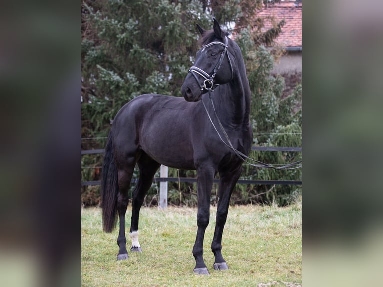 Hannoveriano Caballo castrado 7 años 175 cm Negro in Priestewitz