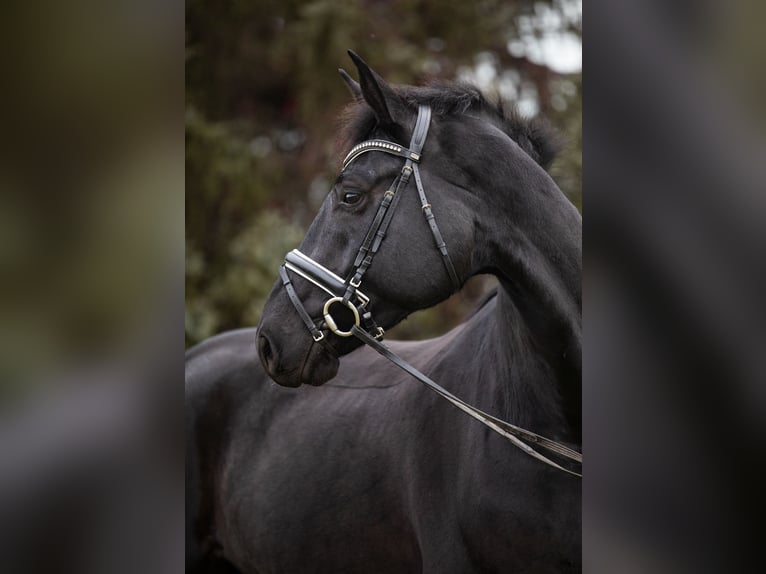 Hannoveriano Caballo castrado 7 años 175 cm Negro in Priestewitz