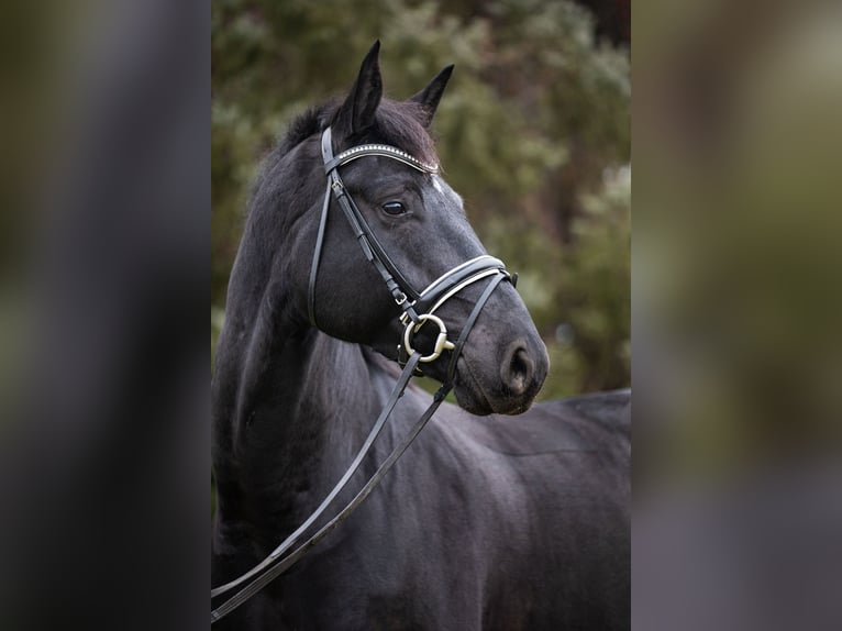 Hannoveriano Caballo castrado 7 años 175 cm Negro in Priestewitz