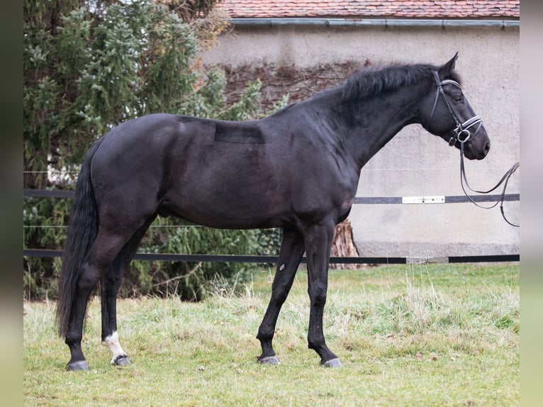 Hannoveriano Caballo castrado 7 años 175 cm Negro in Priestewitz