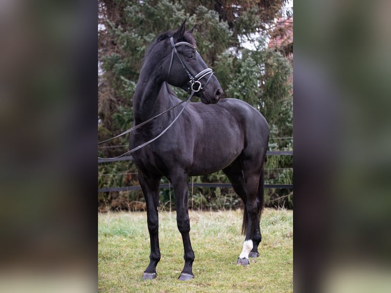 Hannoveriano Caballo castrado 7 años 175 cm Negro in Priestewitz