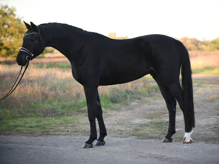 Hannoveriano Caballo castrado 7 años 175 cm Negro in Békésszentandrás