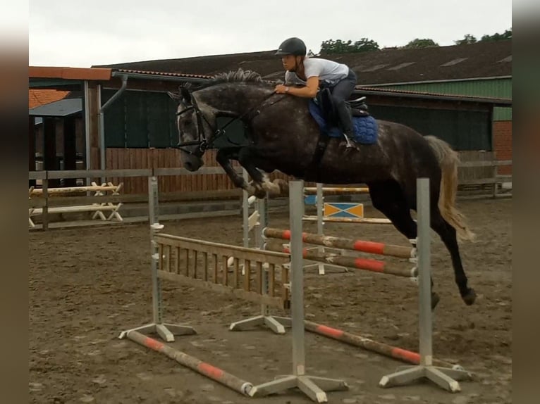 Hannoveriano Caballo castrado 7 años 175 cm Tordo in Wittingen