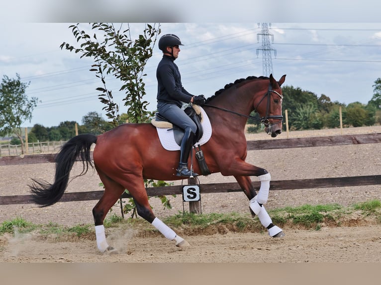 Hannoveriano Caballo castrado 7 años 176 cm Castaño in Greven