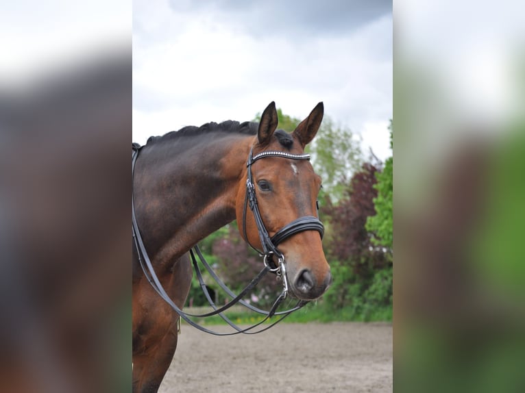 Hannoveriano Caballo castrado 7 años 177 cm Castaño in Fleckeby