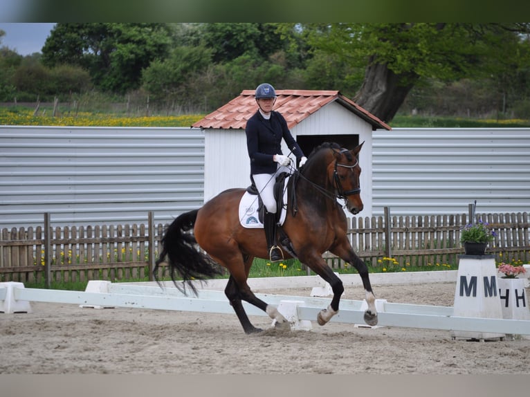 Hannoveriano Caballo castrado 7 años 177 cm Castaño in Fleckeby