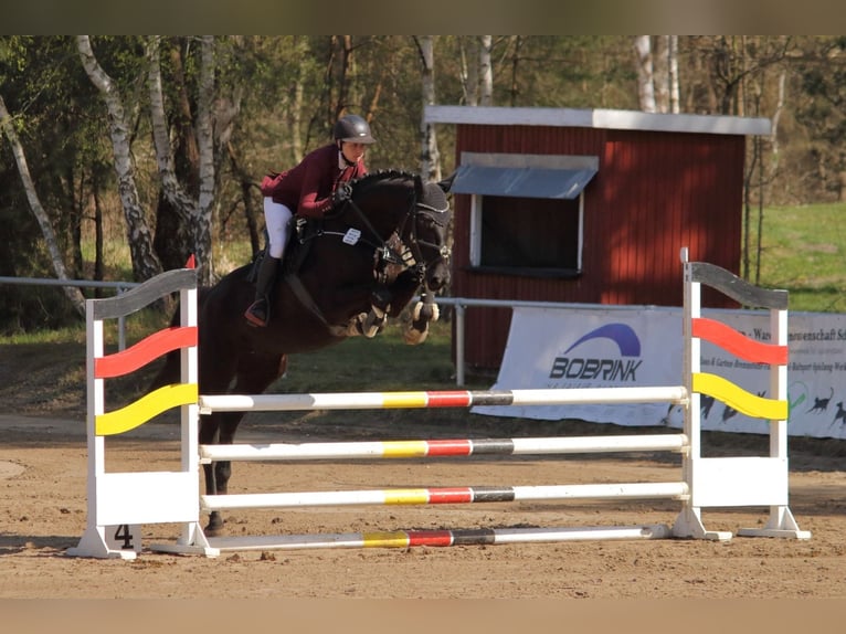 Hannoveriano Caballo castrado 7 años 177 cm Negro in Geestland