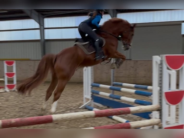 Hannoveriano Caballo castrado 7 años 178 cm Alazán in Sottrum