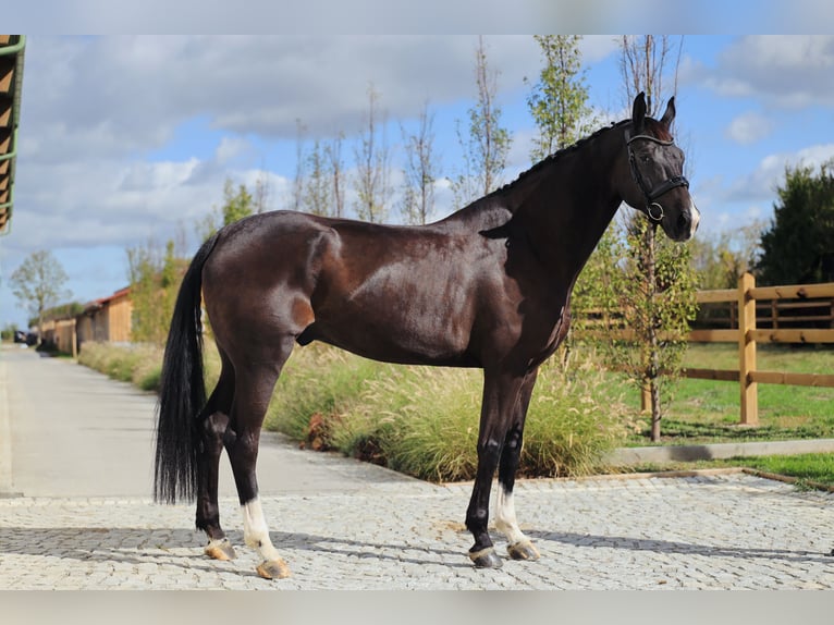 Hannoveriano Caballo castrado 7 años 178 cm Negro in Wien, Innere Stadt