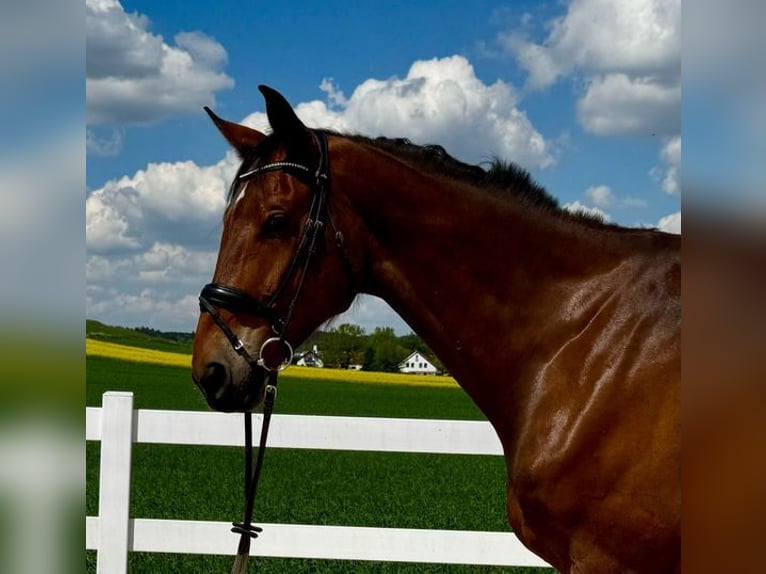 Hannoveriano Caballo castrado 7 años 180 cm Castaño in Allershausen