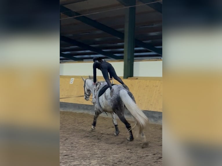Hannoveriano Caballo castrado 7 años 182 cm Tordo rodado in Deinstedt