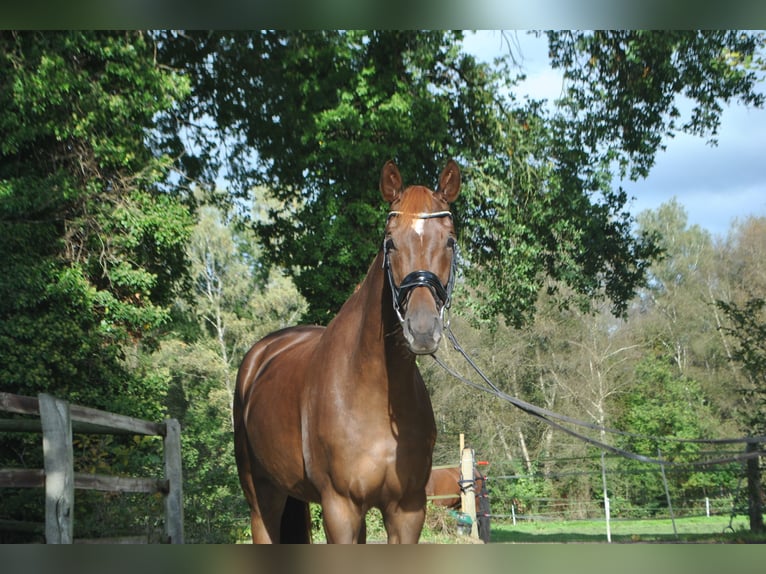 Hannoveriano Caballo castrado 7 años 183 cm Alazán in Osterholz-Scharmbeck