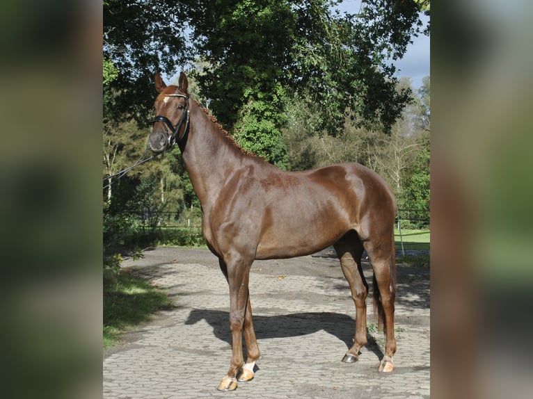 Hannoveriano Caballo castrado 7 años 183 cm Alazán in Osterholz-Scharmbeck