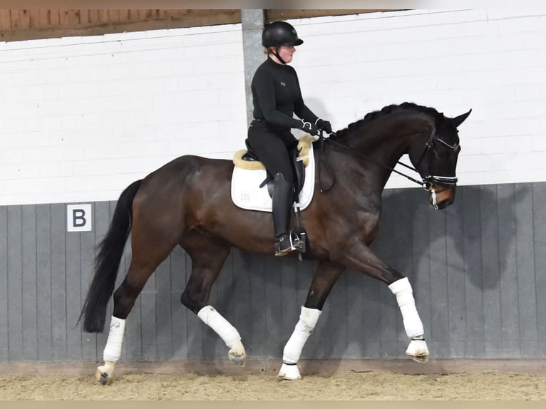 Hannoveriano Caballo castrado 7 años 184 cm Castaño oscuro in Tiddische