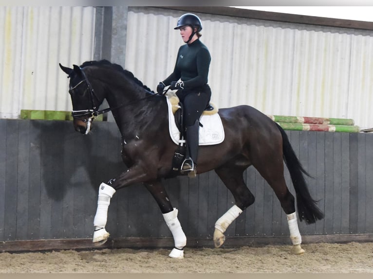 Hannoveriano Caballo castrado 7 años 184 cm Castaño oscuro in Tiddische