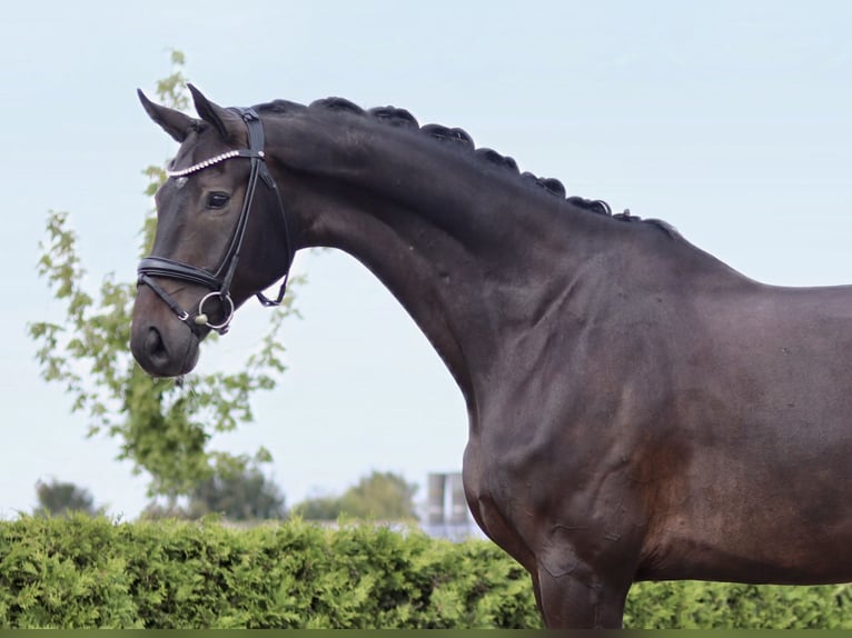 Hannoveriano Caballo castrado 7 años 184 cm Castaño oscuro in Tiddische