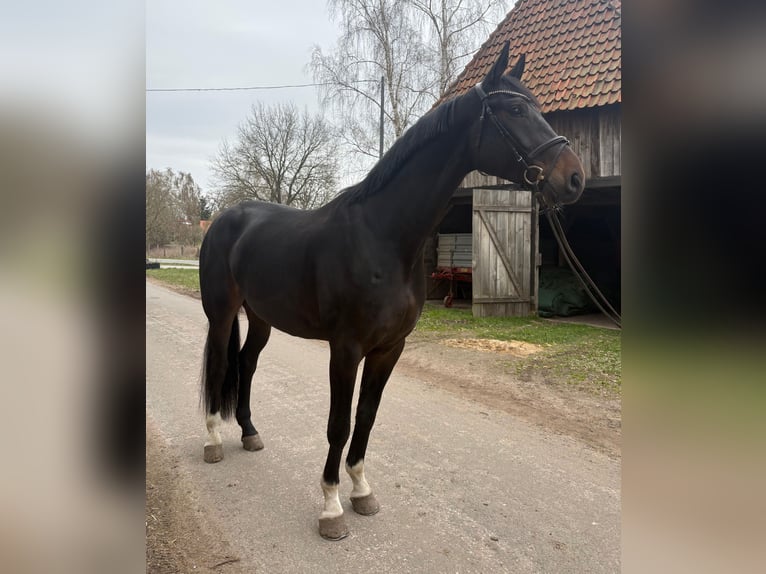 Hannoveriano Caballo castrado 7 años 185 cm Castaño oscuro in Neustadt am Rübenberge