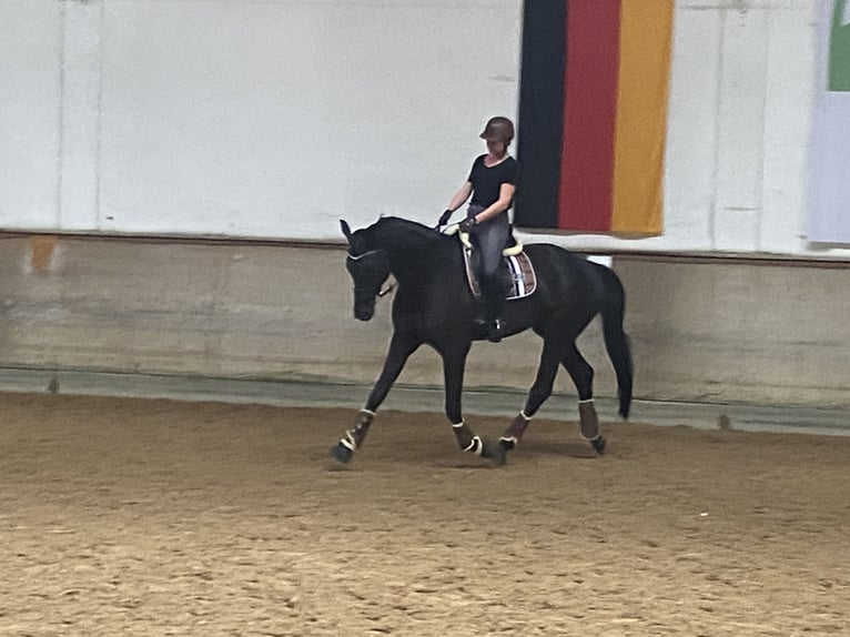 Hannoveriano Caballo castrado 7 años 186 cm Negro in Eurasburg