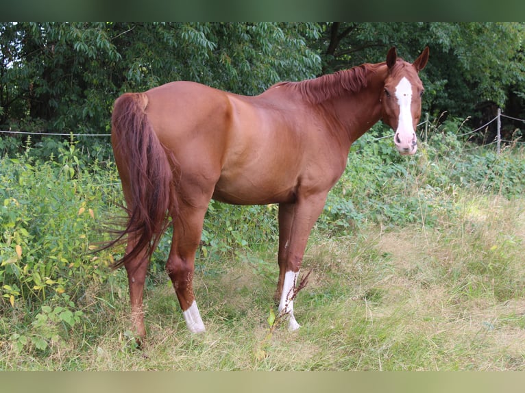 Hannoveriano Caballo castrado 7 años Alazán in Hambergen