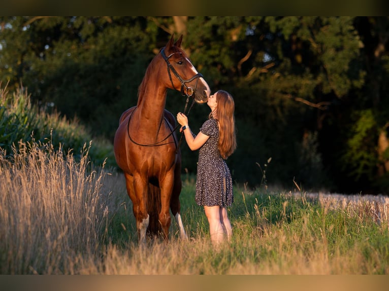 Hannoveriano Caballo castrado 7 años in Preußisch Oldendorf