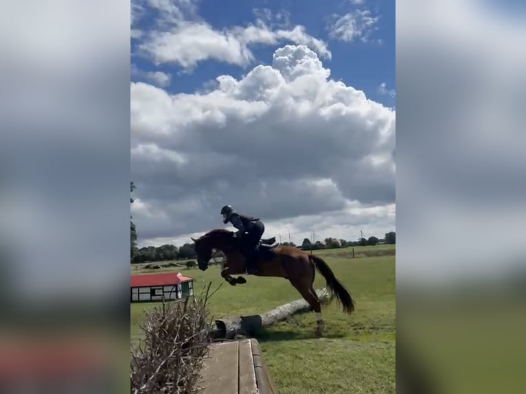 Hannoveriano Caballo castrado 7 años in Preußisch Oldendorf