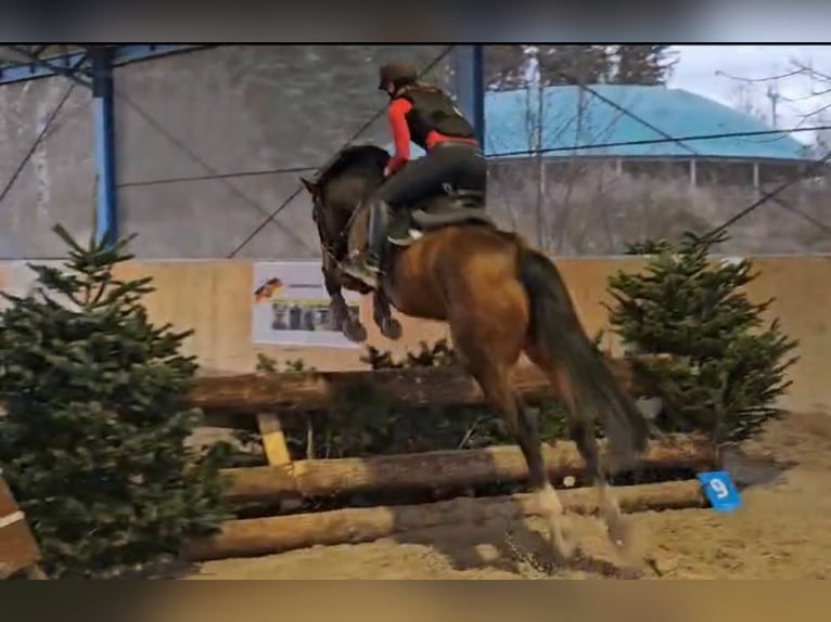 Hannoveriano Caballo castrado 7 años Castaño in Waldesch