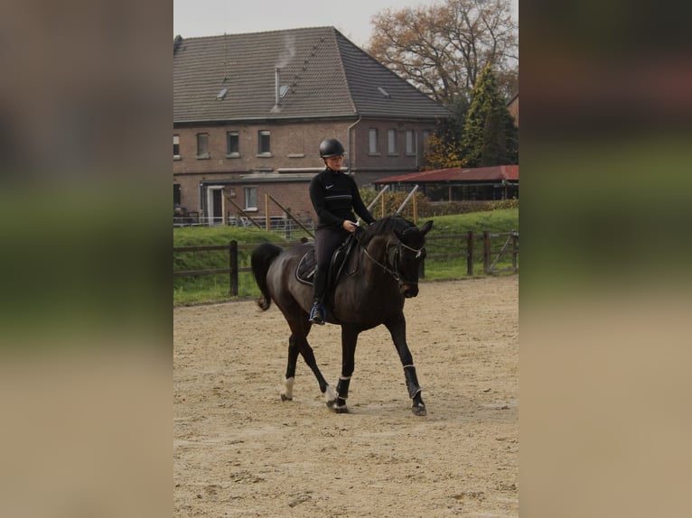 Hannoveriano Caballo castrado 8 años 160 cm Castaño oscuro in Kaarst