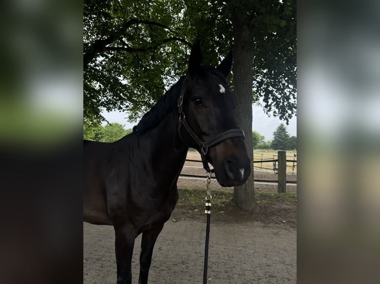 Hannoveriano Caballo castrado 8 años 160 cm Castaño oscuro in Kaarst