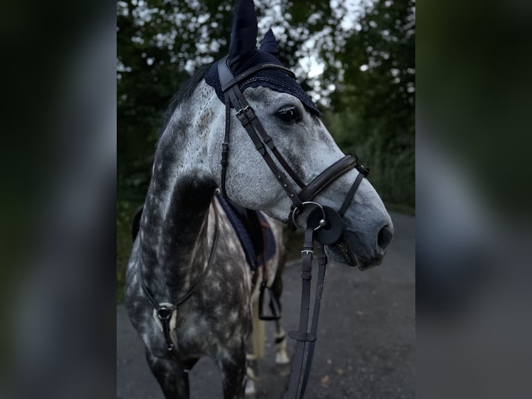 Hannoveriano Caballo castrado 8 años 164 cm Tordo rodado in Dietikon