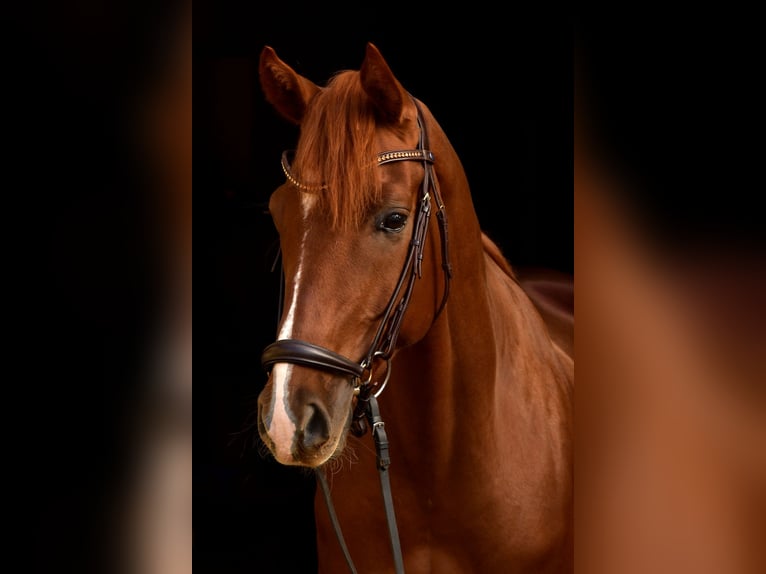 Hannoveriano Caballo castrado 8 años 165 cm Alazán-tostado in Deining
