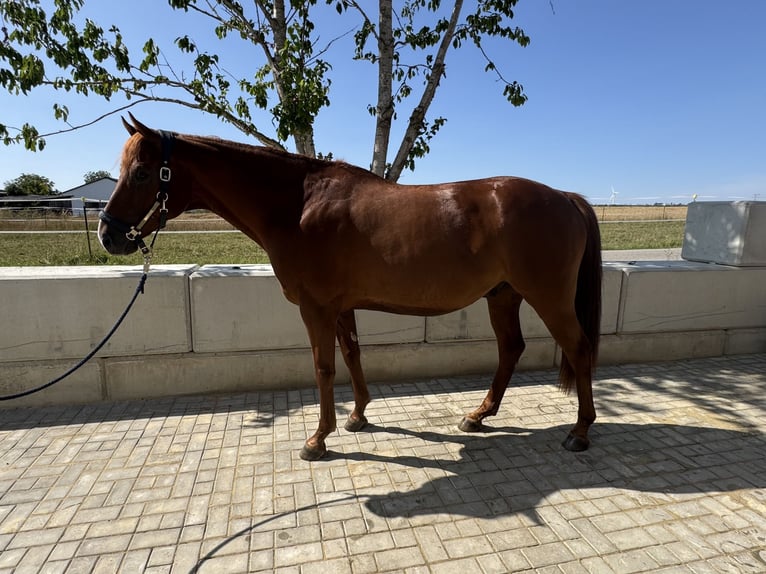 Hannoveriano Caballo castrado 8 años 165 cm Alazán-tostado in Deining