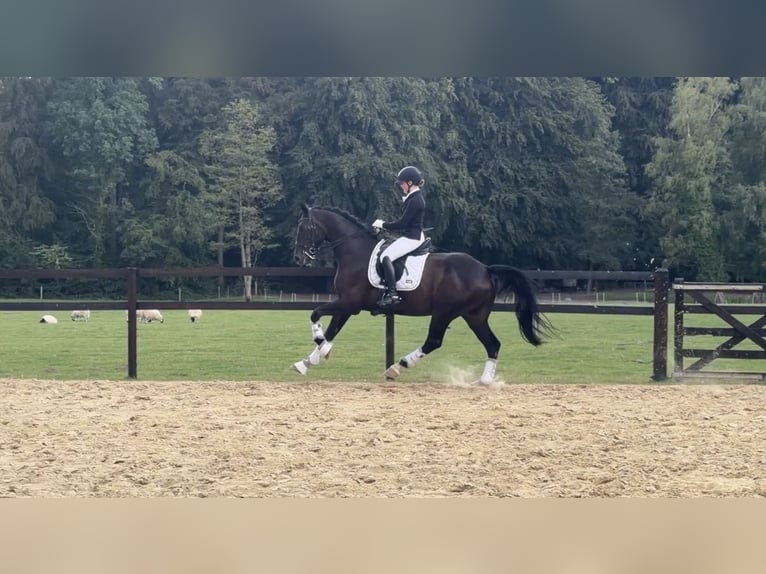 Hannoveriano Caballo castrado 8 años 165 cm Castaño oscuro in MelleMelle