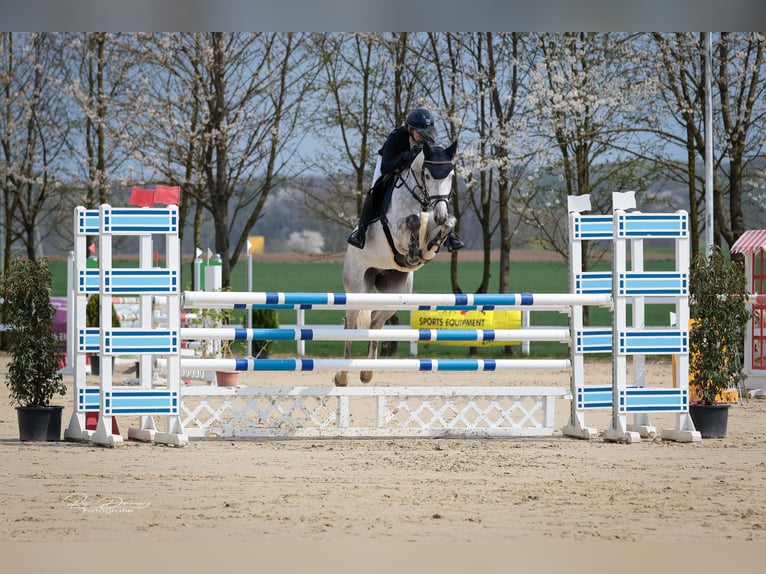 Hannoveriano Caballo castrado 8 años 165 cm Tordo in Lünen