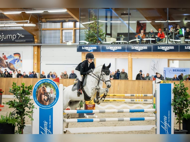 Hannoveriano Caballo castrado 8 años 165 cm Tordo in Lünen