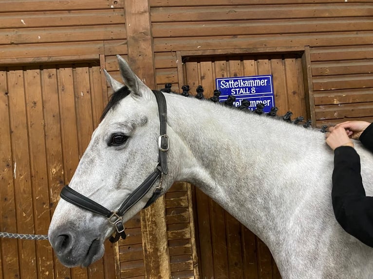 Hannoveriano Caballo castrado 8 años 165 cm Tordo in Lünen