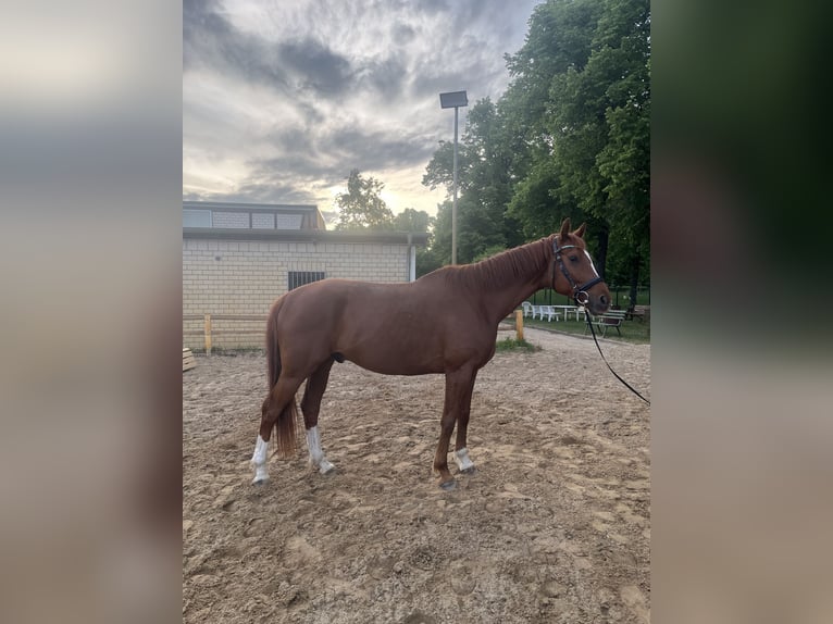 Hannoveriano Caballo castrado 8 años 166 cm Alazán in Magdeburg