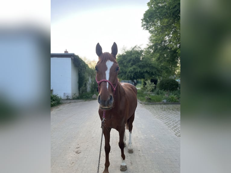 Hannoveriano Caballo castrado 8 años 166 cm Alazán in Magdeburg