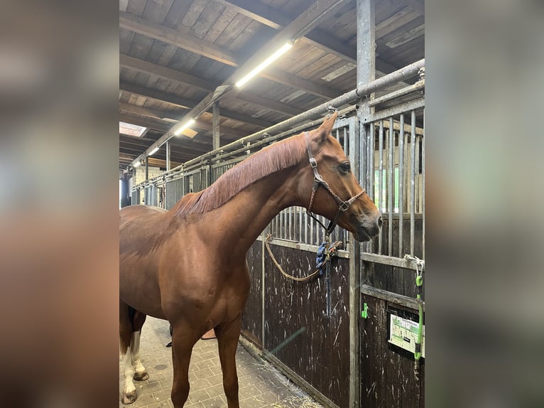 Hannoveriano Caballo castrado 8 años 166 cm Alazán in Magdeburg