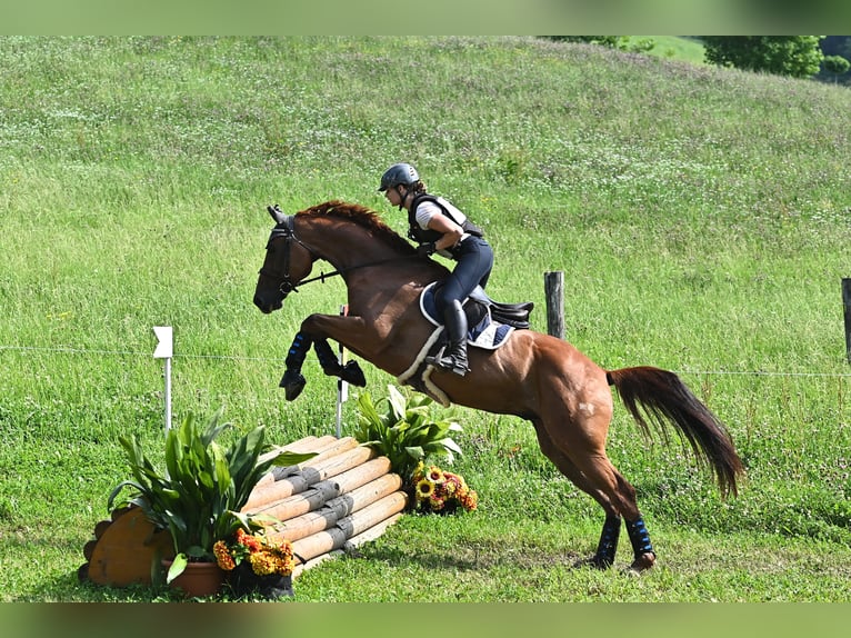 Hannoveriano Caballo castrado 8 años 166 cm Alazán in Plaschischen