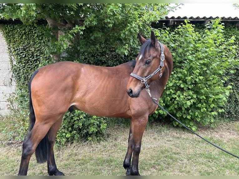 Hannoveriano Caballo castrado 8 años 166 cm Castaño in Fredenbeck