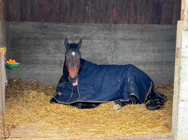 Hannoveriano Caballo castrado 8 años 166 cm Castaño in Wädenswil