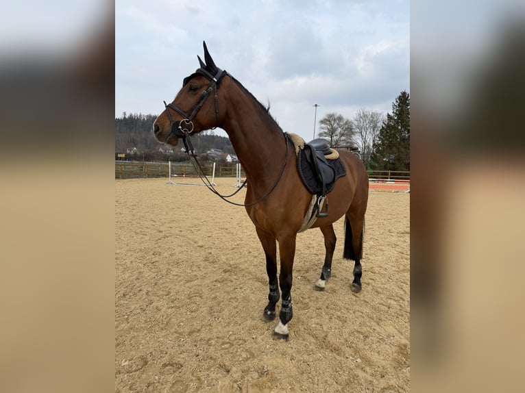 Hannoveriano Caballo castrado 8 años 166 cm Castaño in Offingen