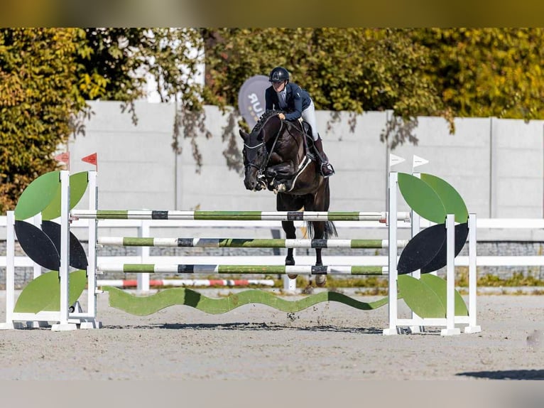 Hannoveriano Caballo castrado 8 años 166 cm Castaño oscuro in Opalice