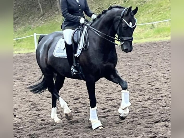 Hannoveriano Caballo castrado 8 años 166 cm Negro in Sauensiek